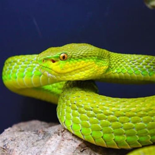 Venomous Snake Tour Bristol - Green Snake Venomous Snake Tour Bristol - Green Snake